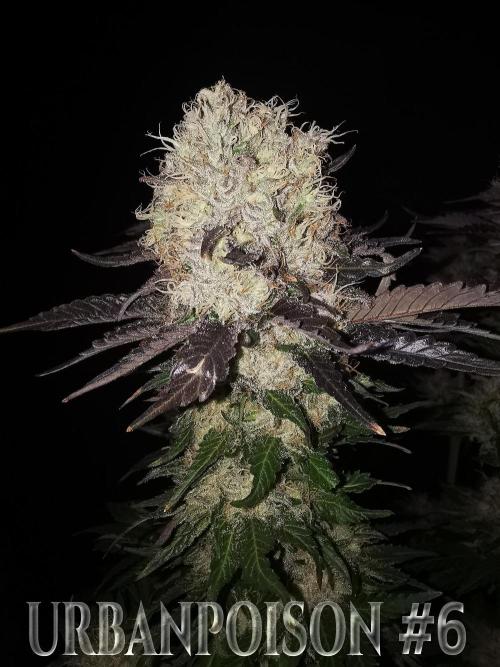 URBAN POISON, GreenWay Solutions.. Week 14 - Nº6 s