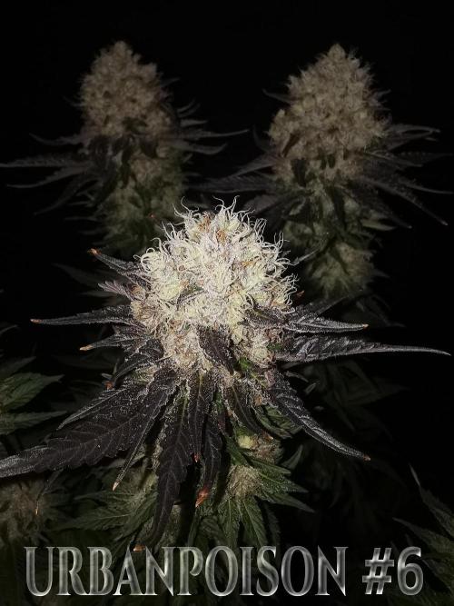 URBAN POISON, GreenWay Solutions.. Week 14 - Nº6 s