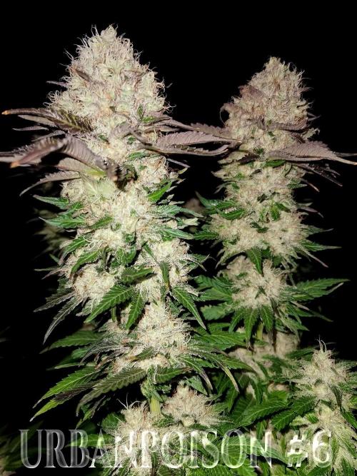 URBAN POISON, GreenWay Solutions.. Week 14 - Nº6 s