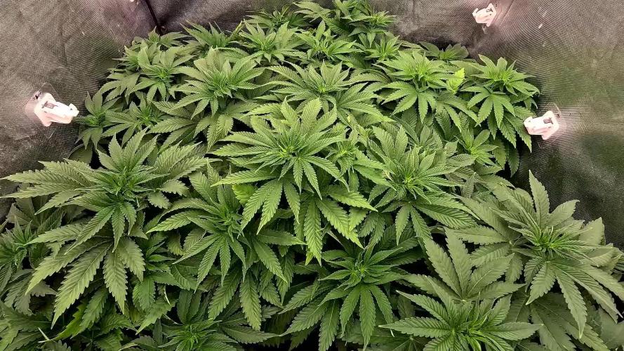 URBAN POISON, GreenWay Solutions.