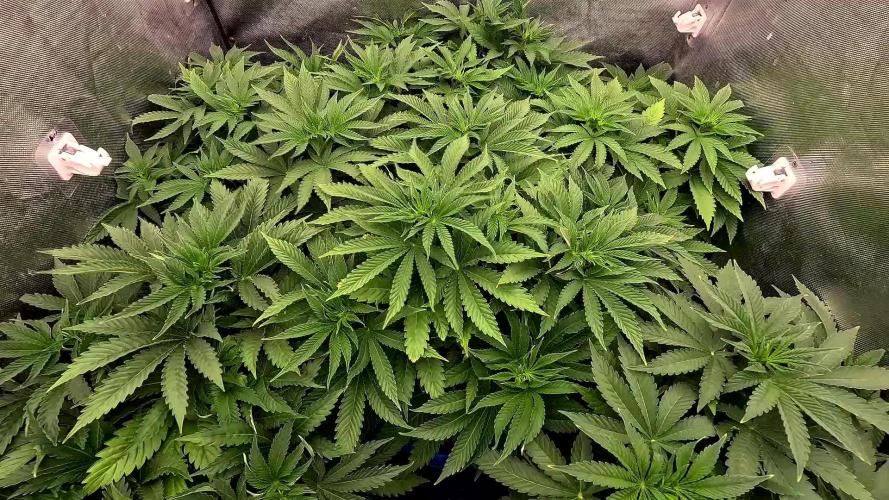 URBAN POISON, GreenWay Solutions.