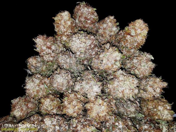 URBAN POISON, GreenWay Solutions.. Week 16 - Ferrero Rocher