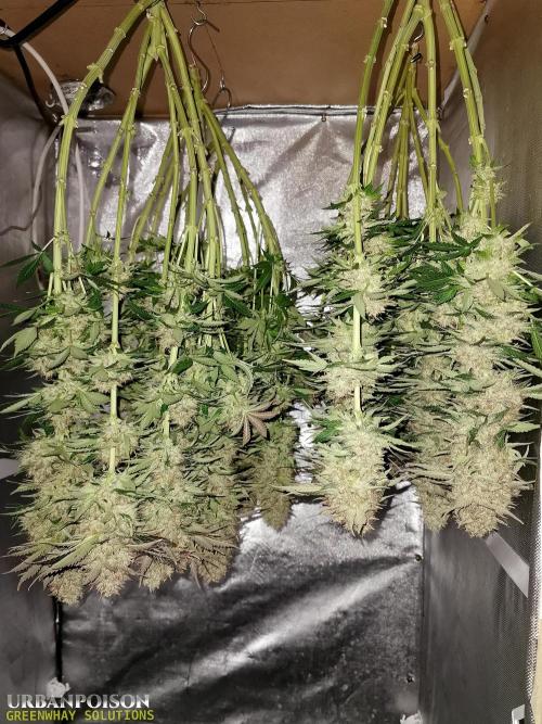 URBAN POISON, GreenWay Solutions.. Week 16 - wet