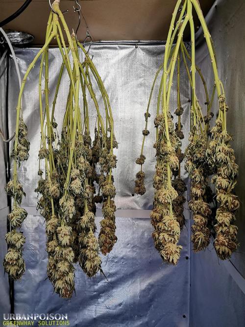 URBAN POISON, GreenWay Solutions.. Week 16 - dry