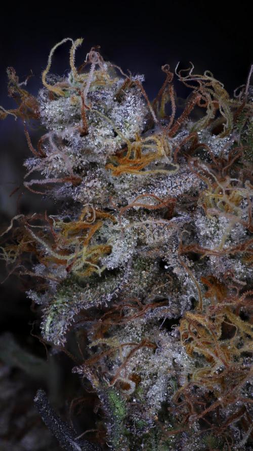 URBAN POISON, GreenWay Solutions.. Week 16