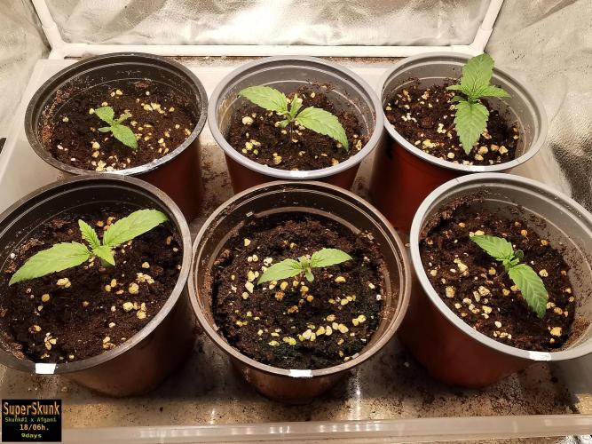 SuperSkunk. Week 2 - 9d