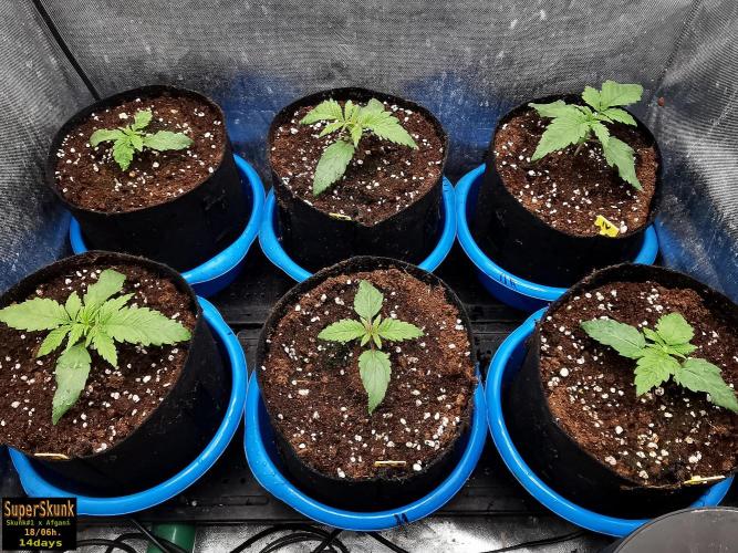 SuperSkunk. Week 2 - 14d