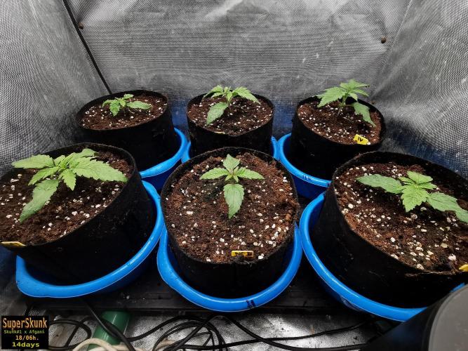 SuperSkunk. Week 2 - 14d