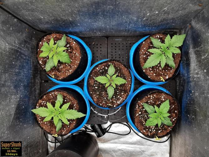 SuperSkunk. Week 3 - 16d