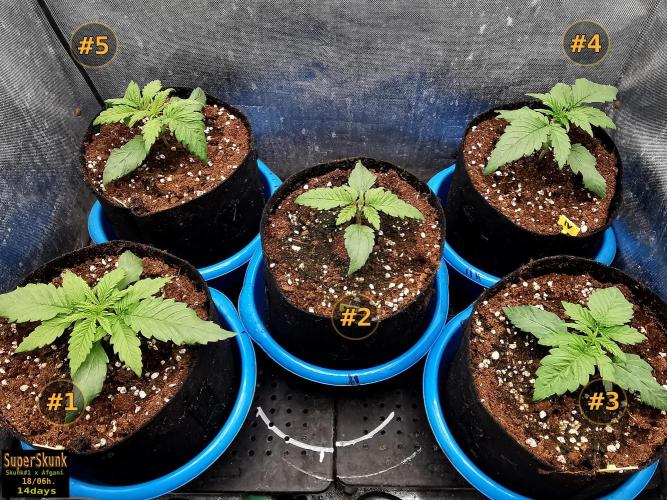 SuperSkunk. Week 3 - 16d