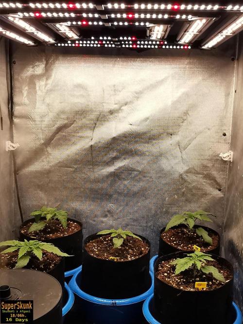 SuperSkunk. Week 3 - 16d