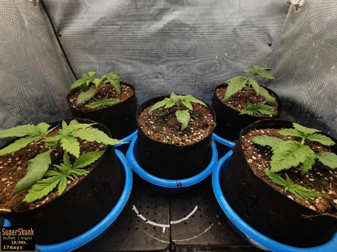 SuperSkunk. Week 3 - 17d