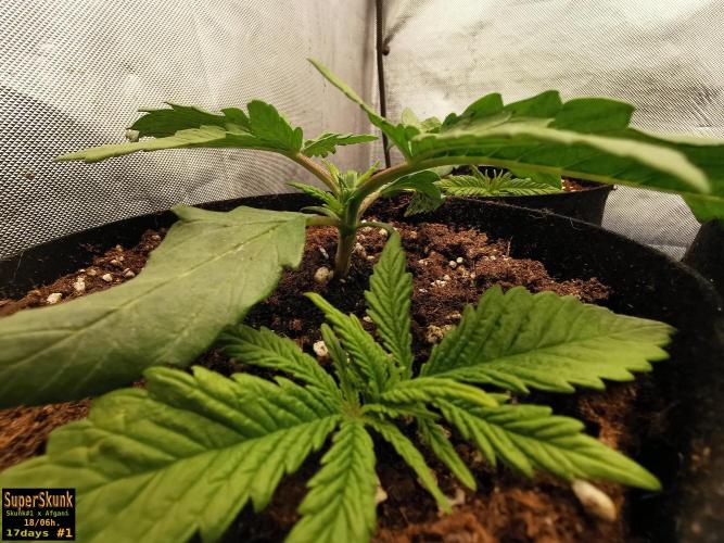 SuperSkunk. Week 3 - 17d