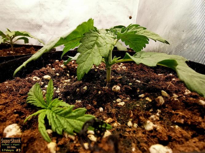 SuperSkunk. Week 3 - 17d