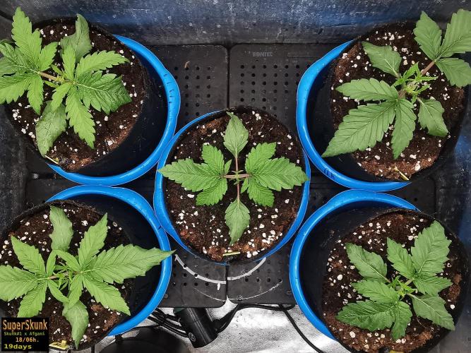 SuperSkunk. Week 3 - 19d