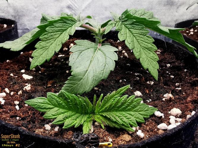 SuperSkunk. Week 3 - 19d