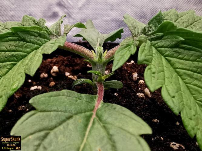 SuperSkunk. Week 3 - 19d