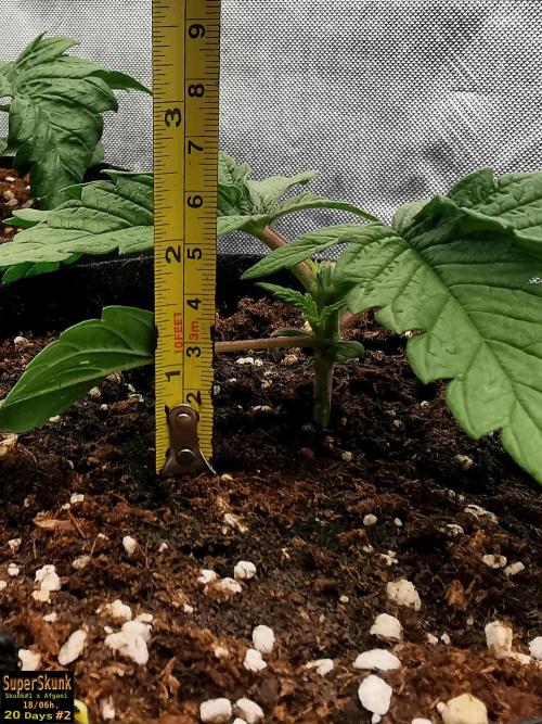 SuperSkunk. Week 3 - 20dnº2