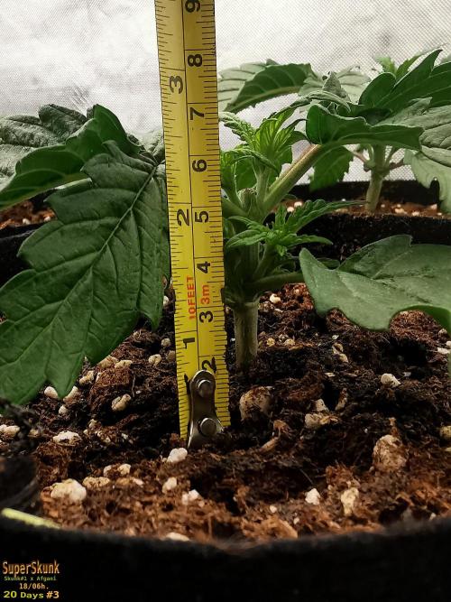 SuperSkunk. Week 3 - 20d n3