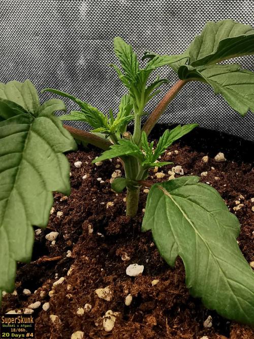 SuperSkunk. Week 3 - 20dn4