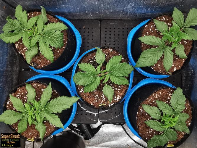 SuperSkunk. Week 3 - 21s