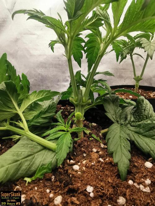 SuperSkunk. Week 4 - 25d