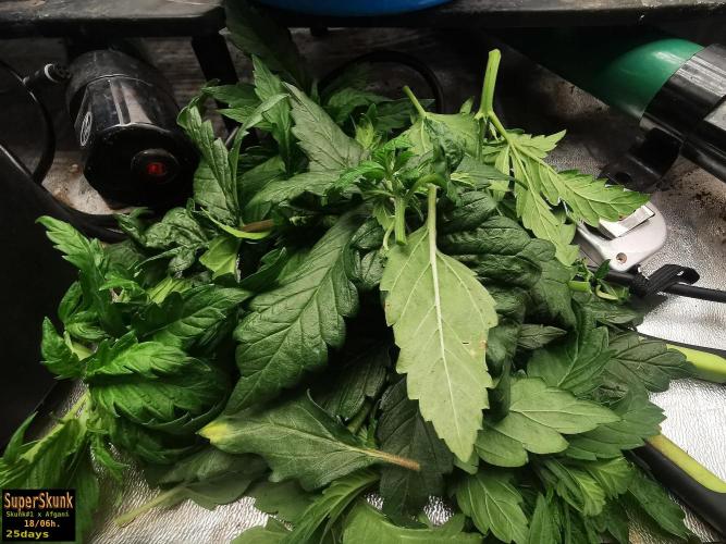 SuperSkunk. Week 4 - 25d