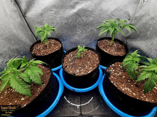 SuperSkunk. Week 4 - 25d