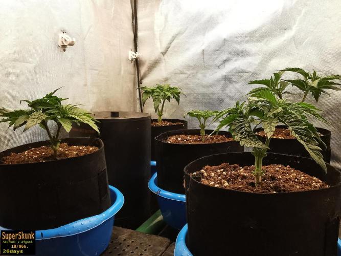 SuperSkunk. Week 4 - 26d