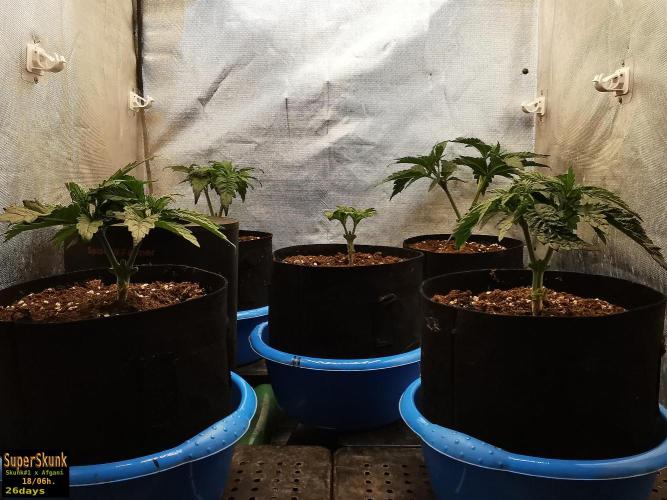SuperSkunk. Week 4 - 26d