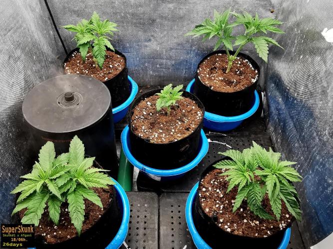 SuperSkunk. Week 4 - 26d