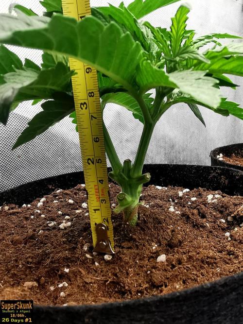 SuperSkunk. Week 4 - 26dn1