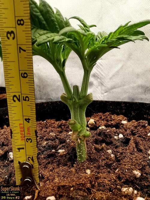 SuperSkunk. Week 4 - 26dn2