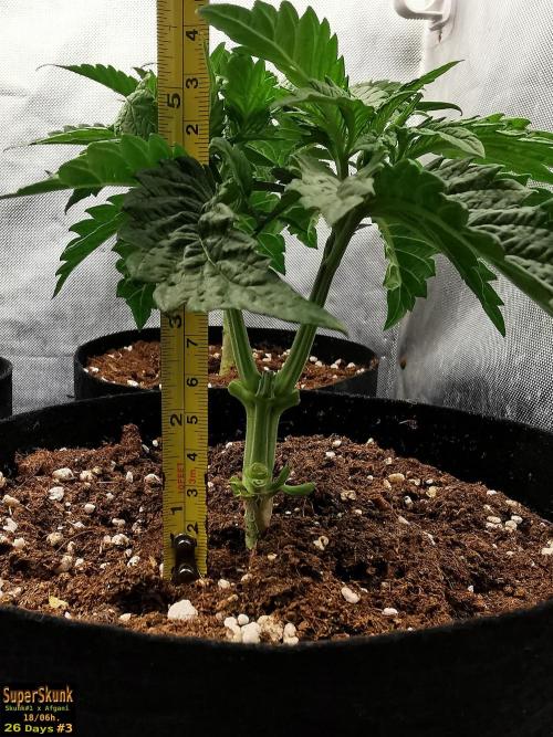 SuperSkunk. Week 4 - 26dn3