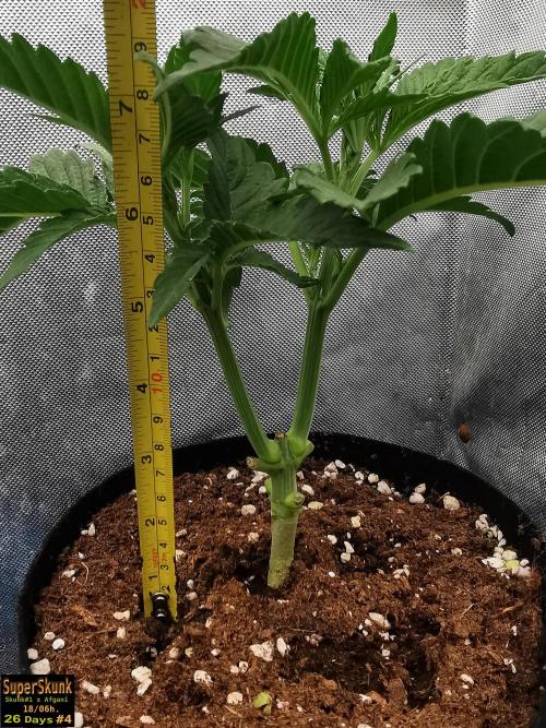 SuperSkunk. Week 4 - 26dn4