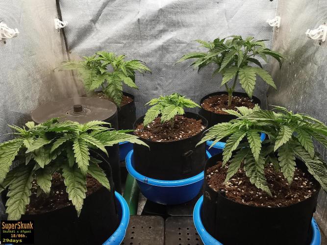 SuperSkunk. Week 5 - 19d