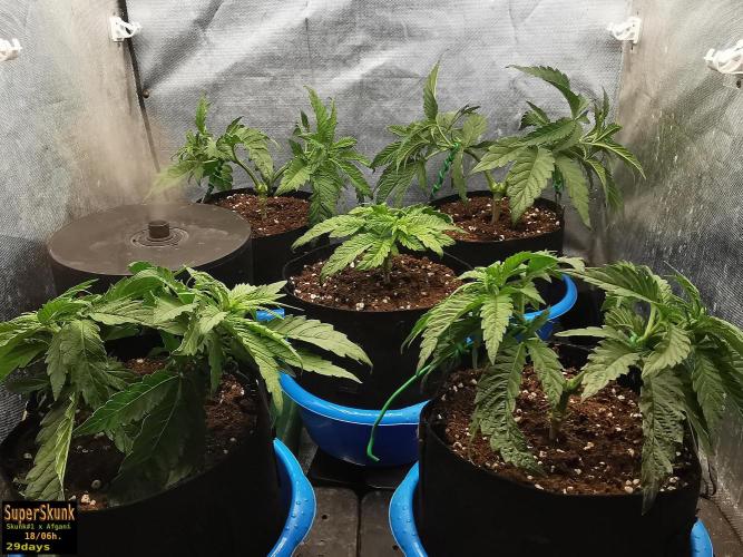 SuperSkunk. Week 5 - 19d