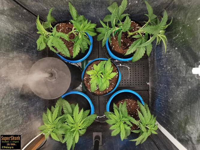 SuperSkunk. Week 5 - 19d