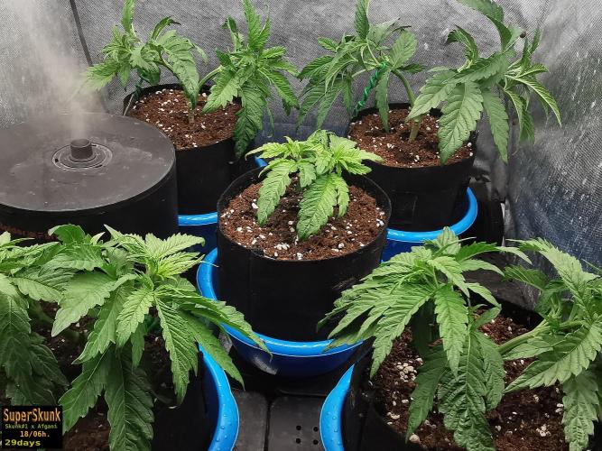 SuperSkunk. Week 5 - 19d