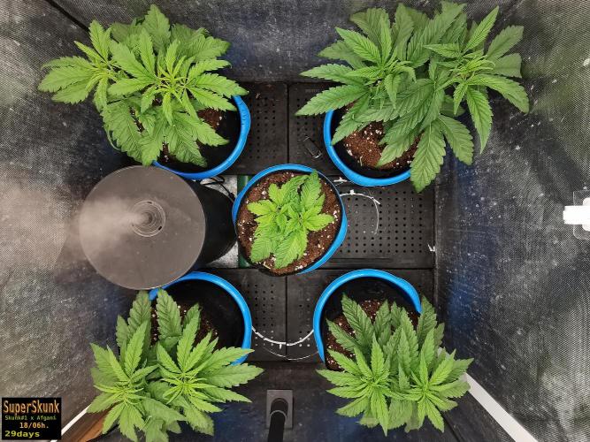 SuperSkunk. Week 5 - 19d