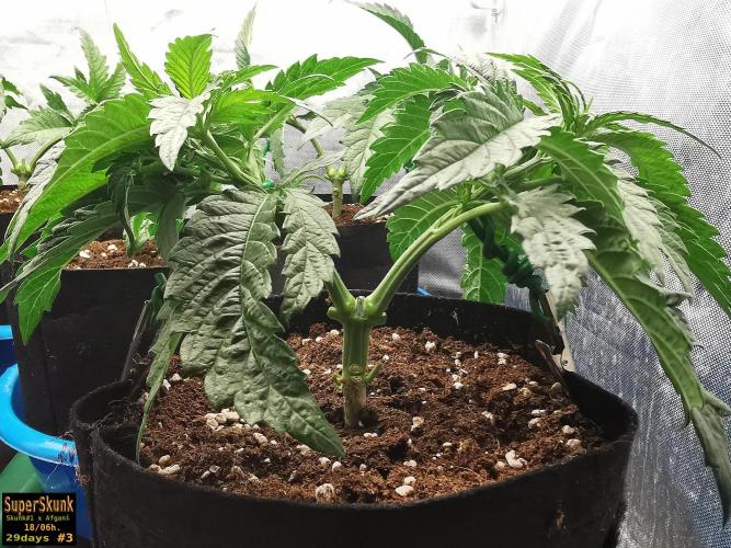 SuperSkunk. Week 5 - 19dn3