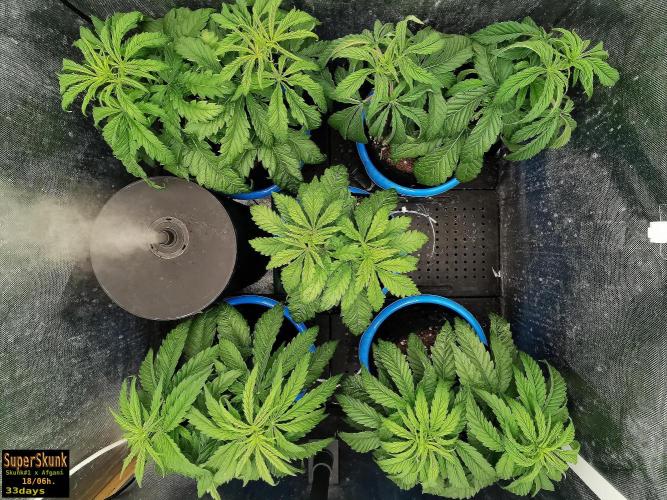 SuperSkunk. Week 5 - 23d