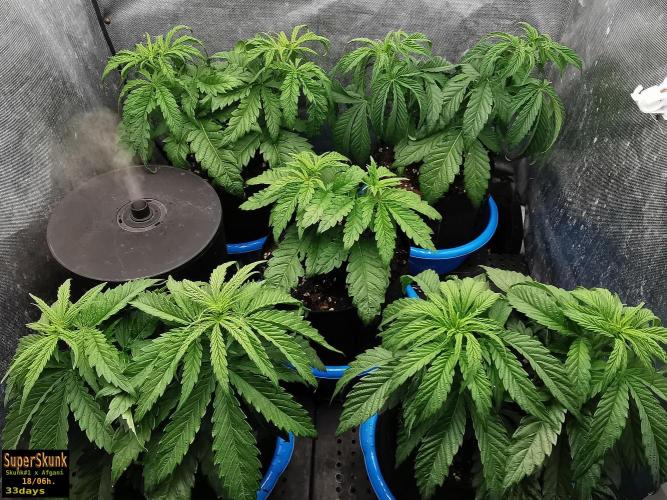 SuperSkunk. Week 5 - 23d