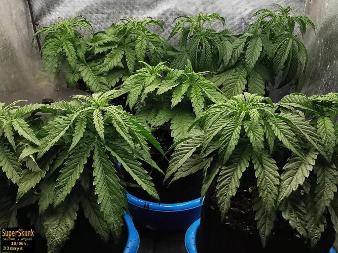 SuperSkunk. Week 5 - 23d