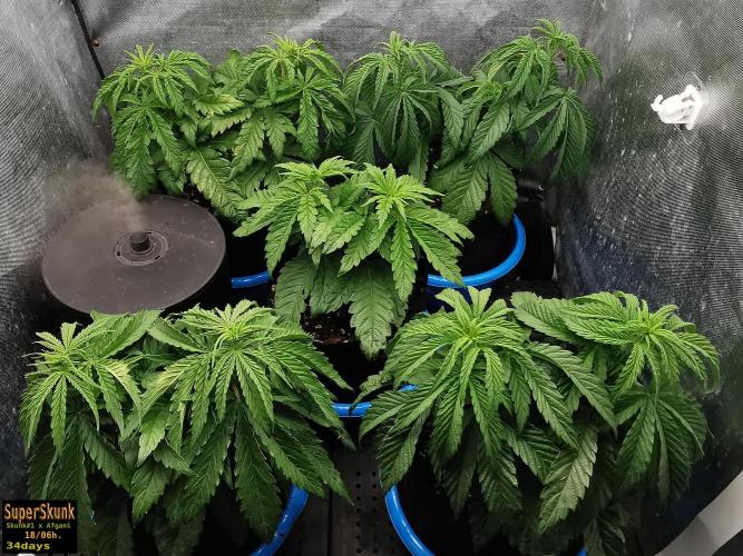 SuperSkunk. Week 5 - 24d