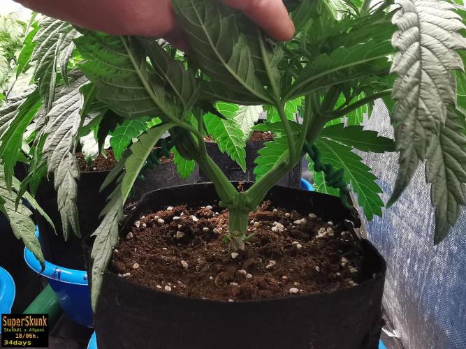 SuperSkunk. Week 5 - 24dn3