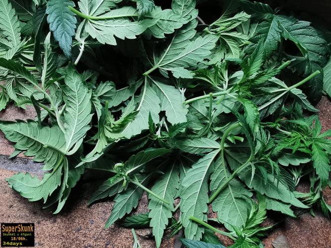 SuperSkunk. Week 5 - 24d