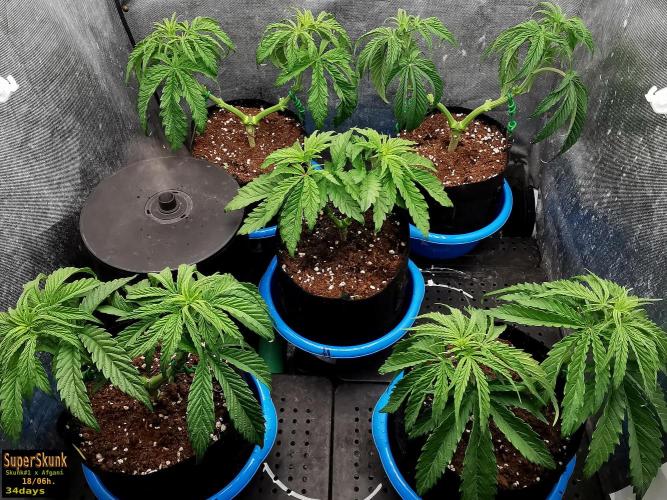 SuperSkunk. Week 5 - 24d