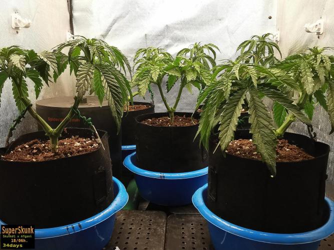 SuperSkunk. Week 5 - 24d
