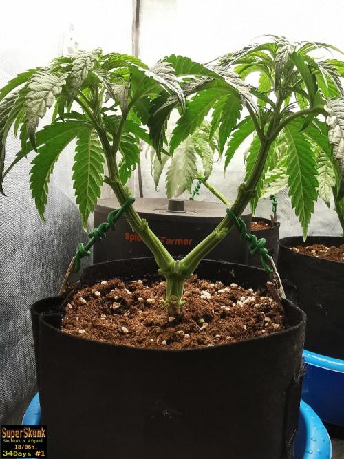 SuperSkunk. Week 5 - 24dn1